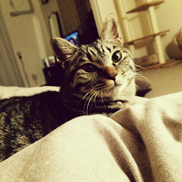 maruさんの実例写真