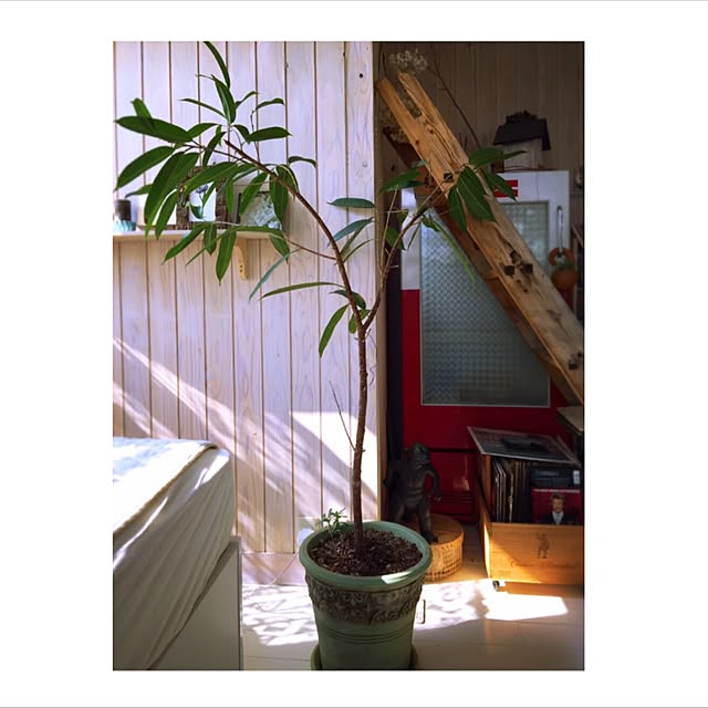 satochanさんの実例写真