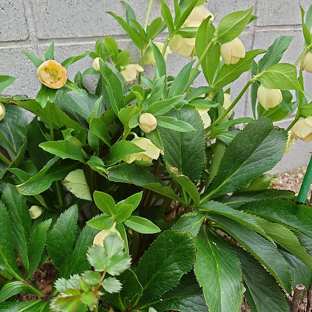 fleur-mamanさんの部屋