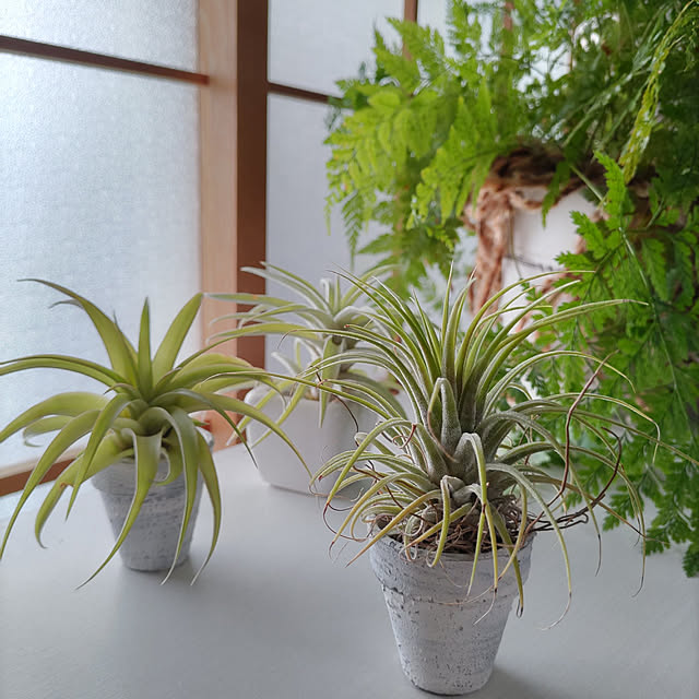 naopyiさんの実例写真