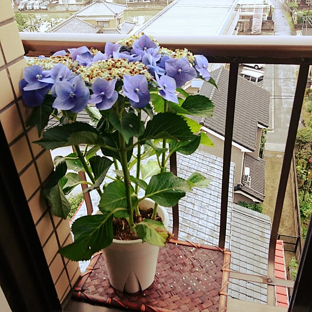 yukieさんの実例写真