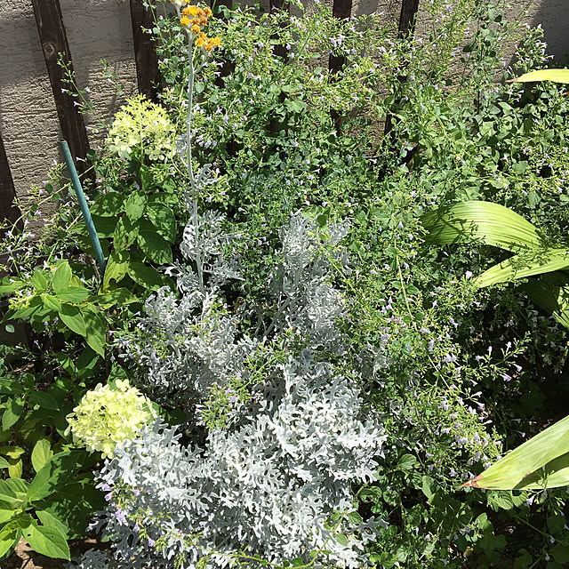 shigimiさんの実例写真