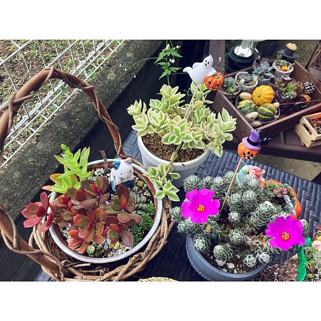 CoCo0617さんの実例写真