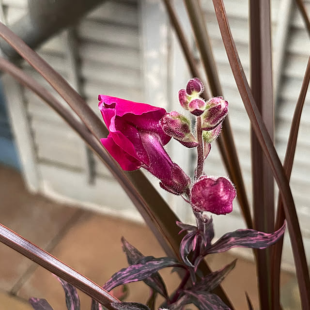 mamisazさんの部屋