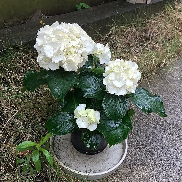 ma-chicoさんの実例写真