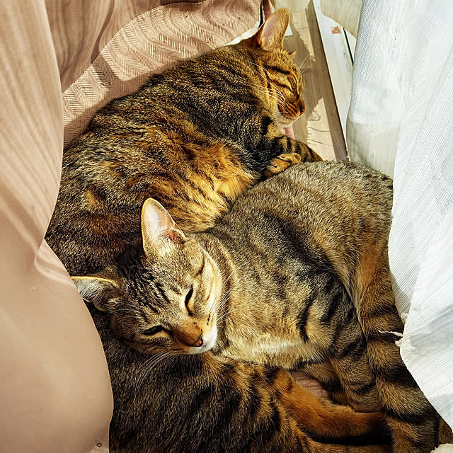 p-p-maruさんの実例写真