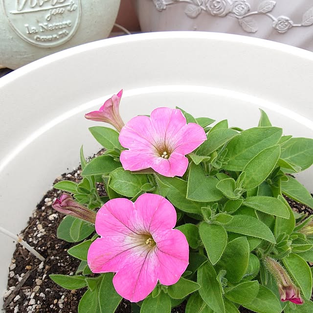 fleur-mamanさんの部屋