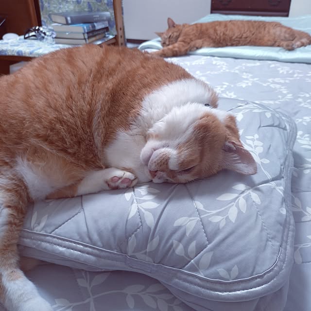 NOAHさんの部屋
