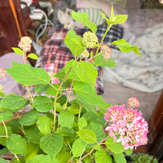 akaidarumaさんの部屋