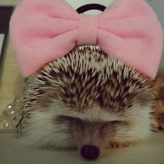 kuruさんの実例写真