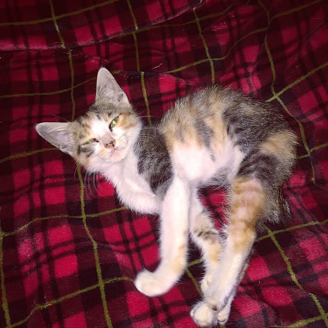vivienne.coco-keiさんの実例写真