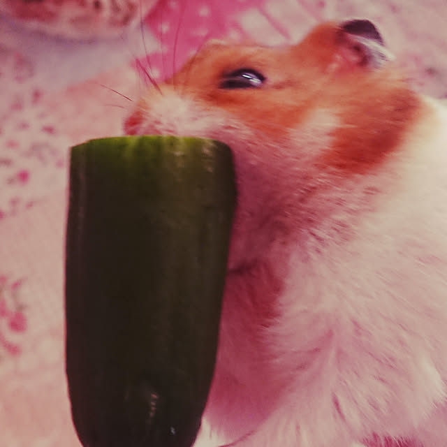 xxxakyxxxさんの実例写真