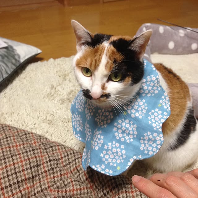 Kinanさんの実例写真