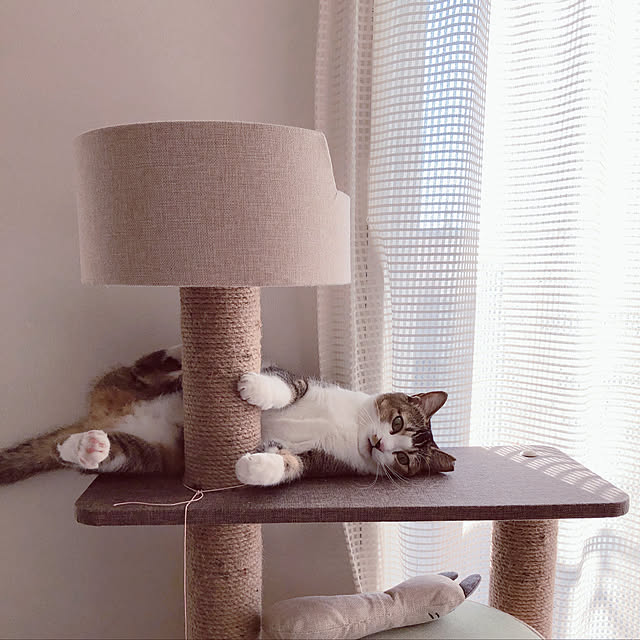 nekomiさんの実例写真
