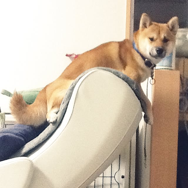 kotaさんの実例写真