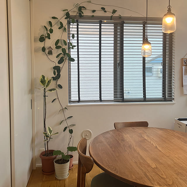 indoor jungle/Dining Room/living with plants/Gardeningやってます/お花大好き♡...などのインテリア実例 - 2023-06-25 11:48:28