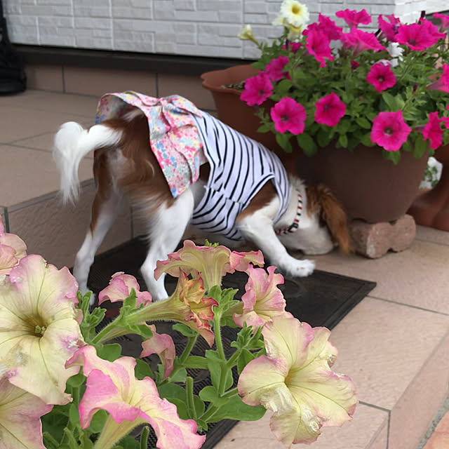 canmilmamaさんの実例写真