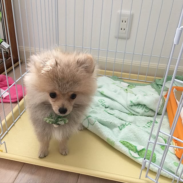 MAKARONさんの実例写真