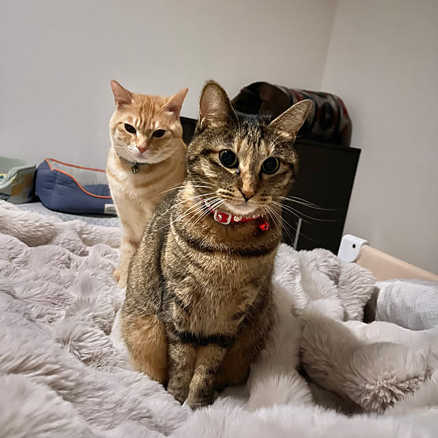 chiiさんの実例写真