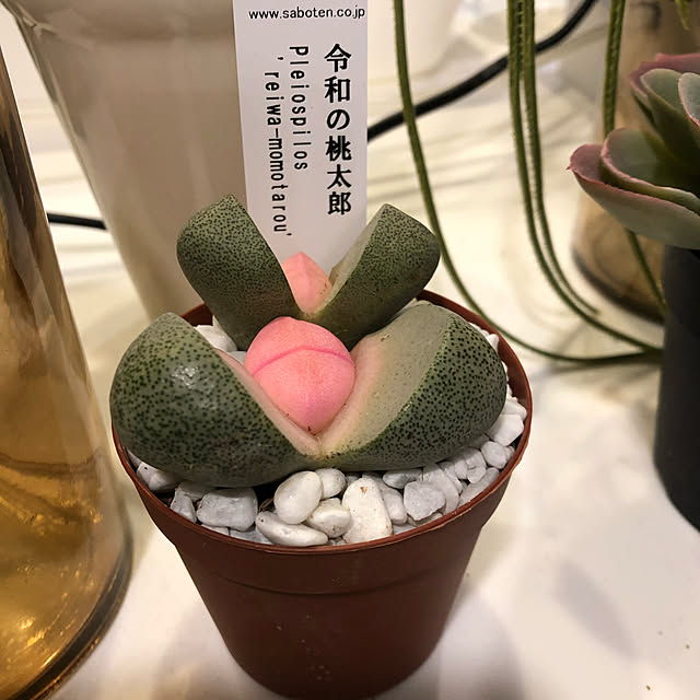 gappeさんの実例写真