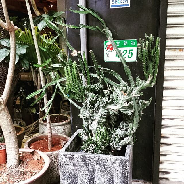 chobiさんの実例写真