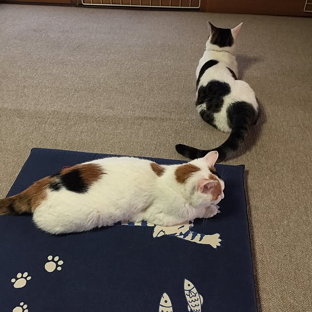 yocchiさんの実例写真