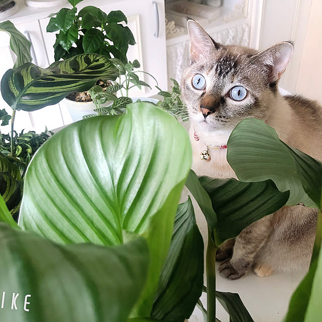 noelさんの実例写真
