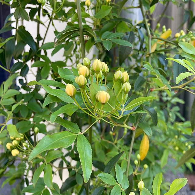 FUJICOさんの部屋