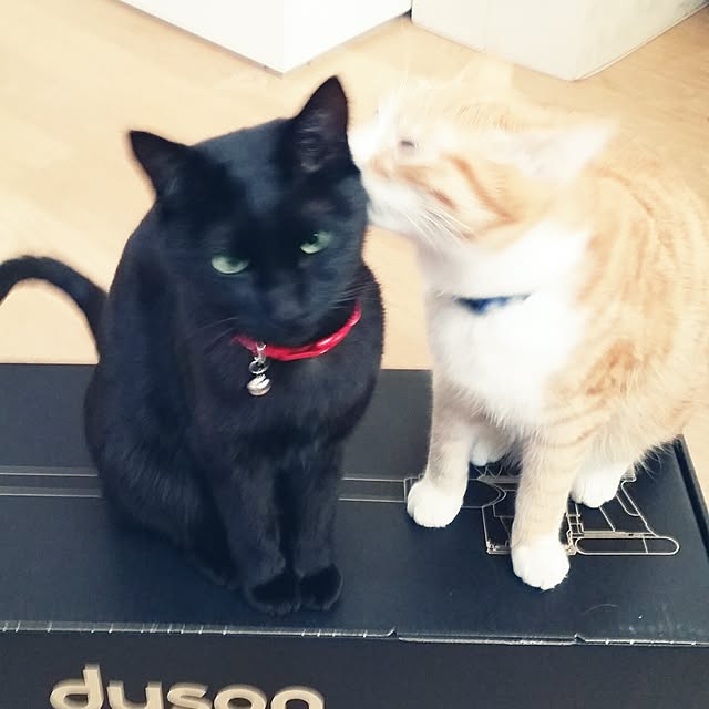 jjeennnniiffeerrさんの実例写真