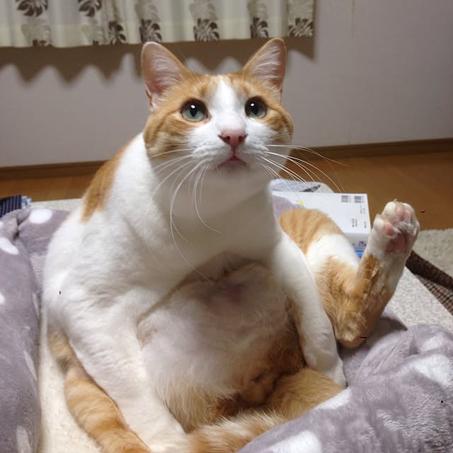 Kinanさんの実例写真