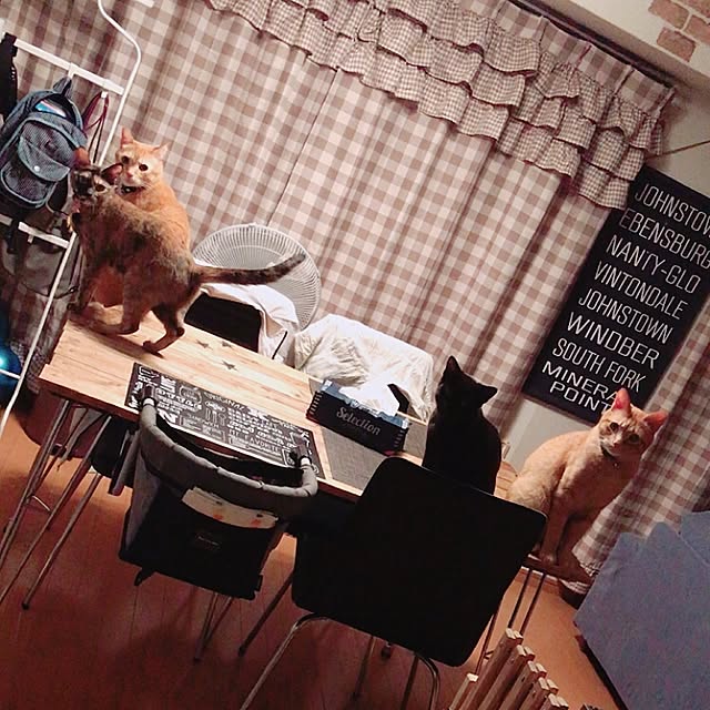 机/ねこのいる日常/ねこが好き/ねこと共同生活。/ダイソー...などのインテリア実例 - 2017-05-28 03:58:38