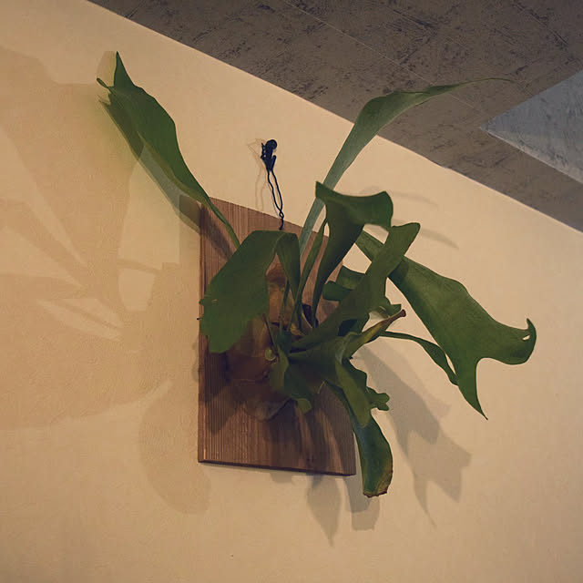 Kanaco._さんの実例写真