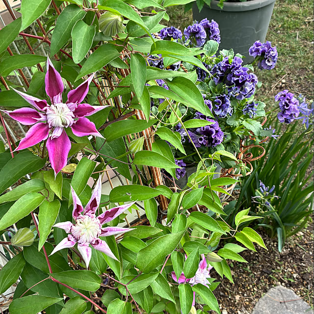 rokokoさんの部屋