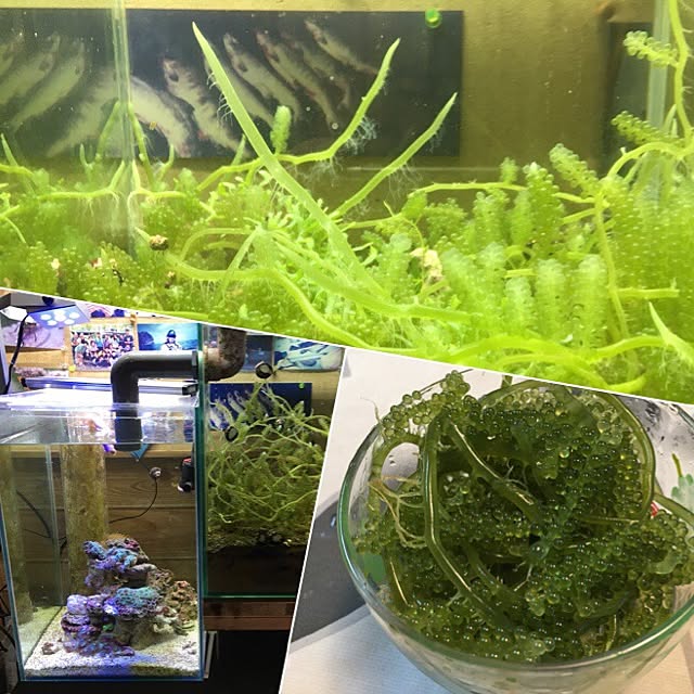 aquarium_seaさんの実例写真