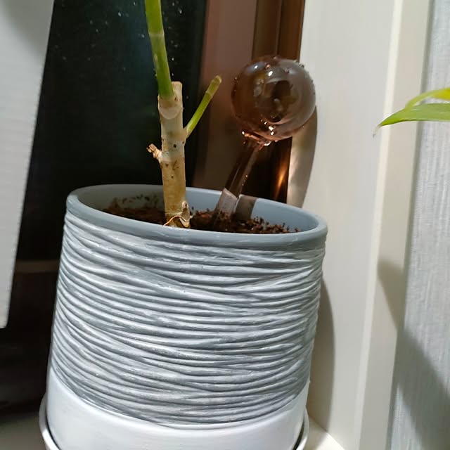 napiさんの部屋