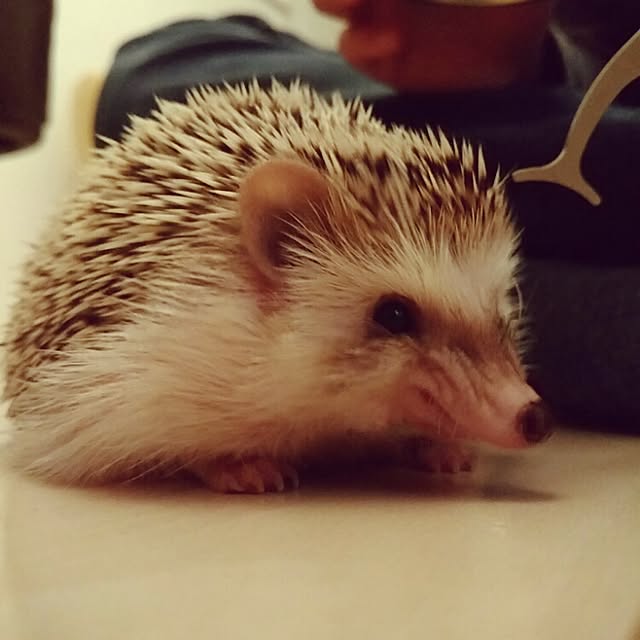 kuruさんの実例写真
