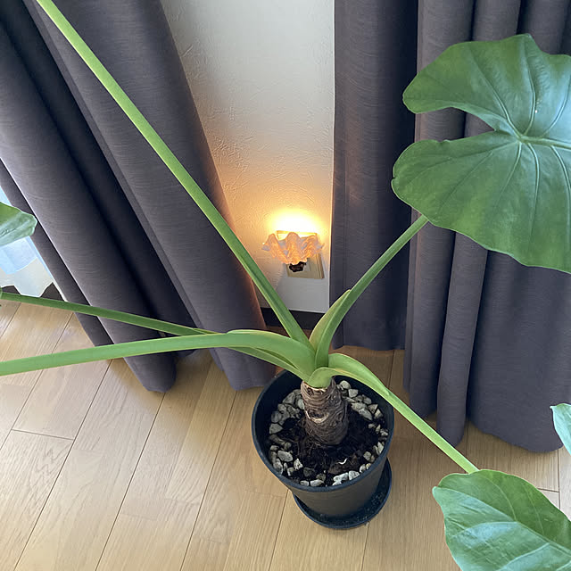 kaoさんの実例写真