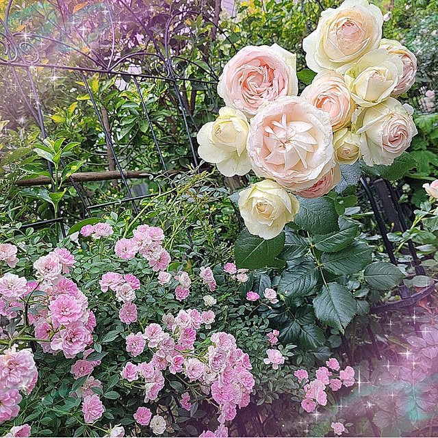 mimi828さんの実例写真