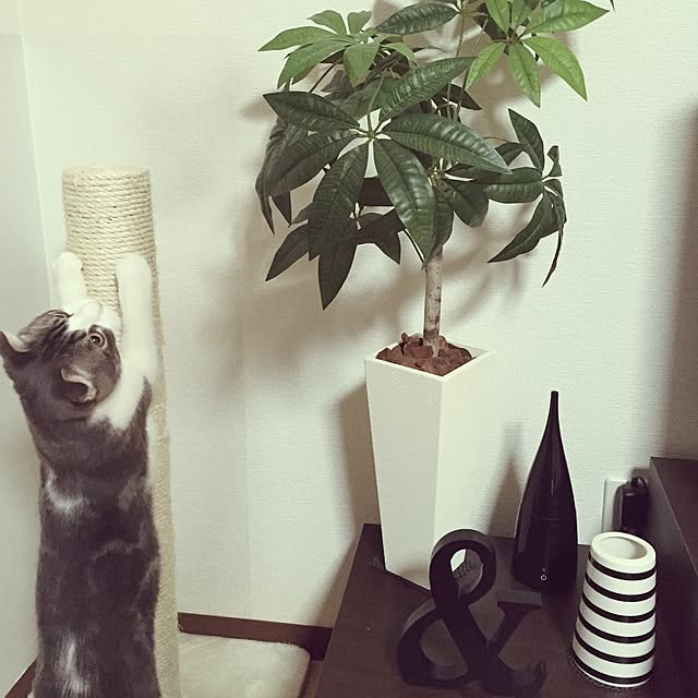 tansukeさんの実例写真
