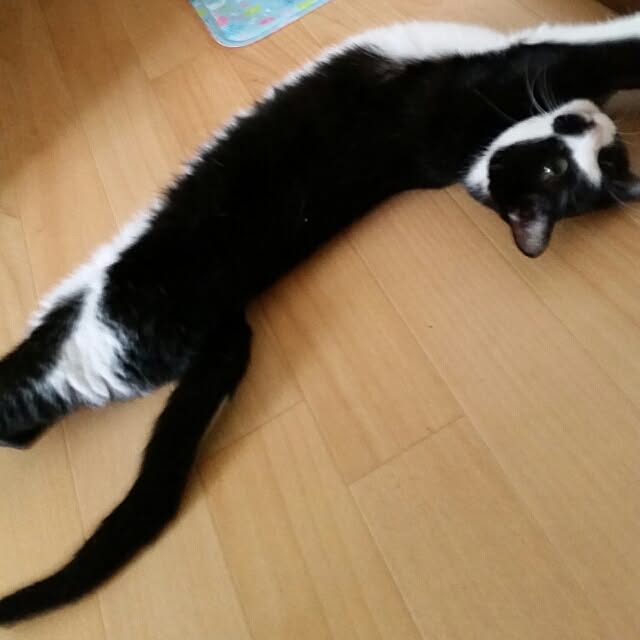 chatnoirさんの実例写真