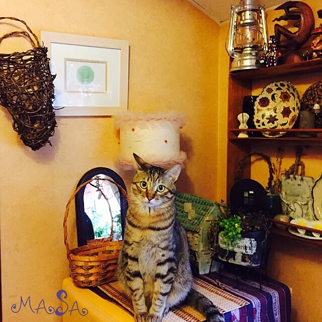 MASAさんの実例写真