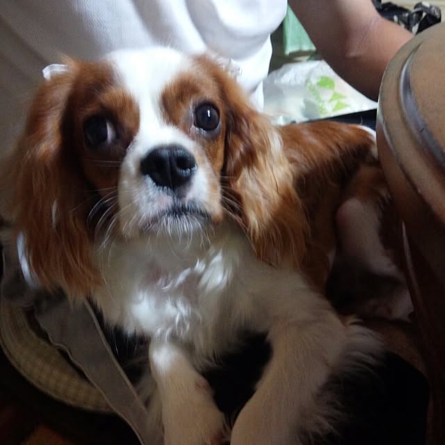 yuki.yukiさんの実例写真