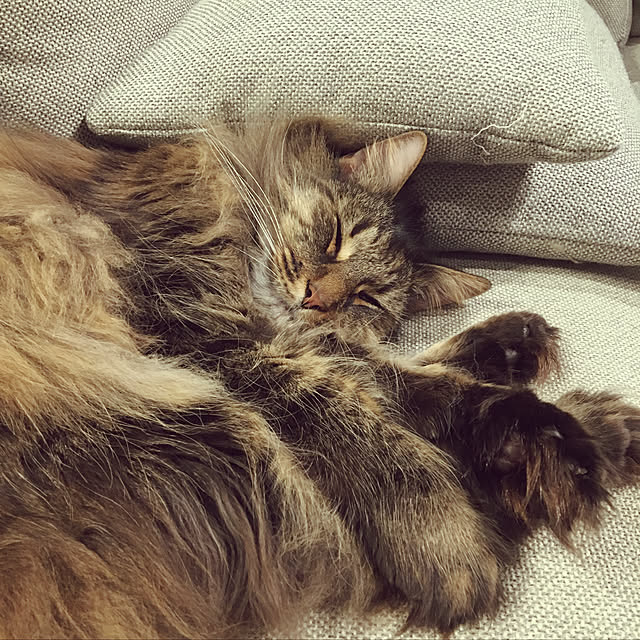 takiさんの実例写真