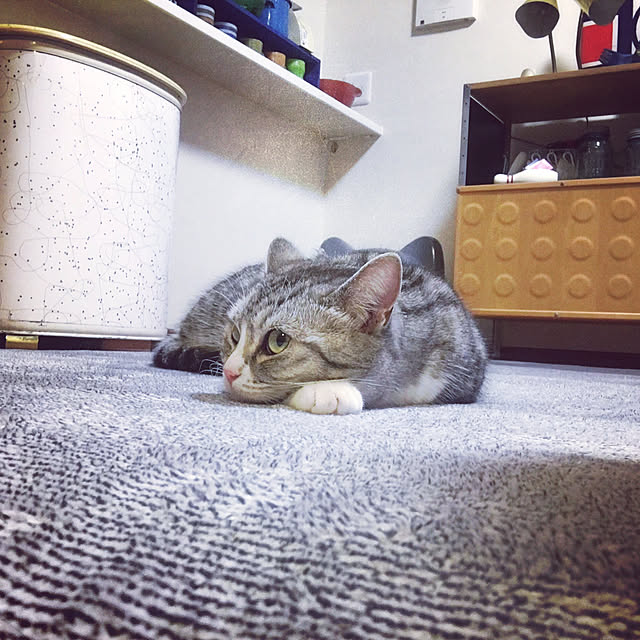 Shojiさんの実例写真