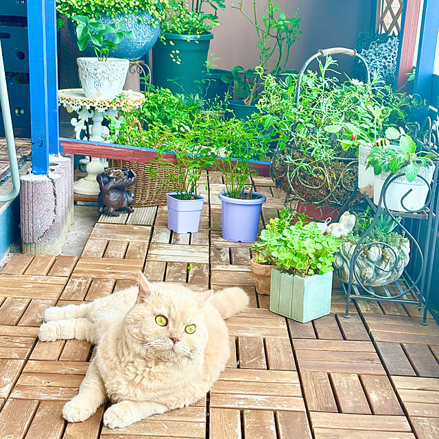 naokoさんの部屋