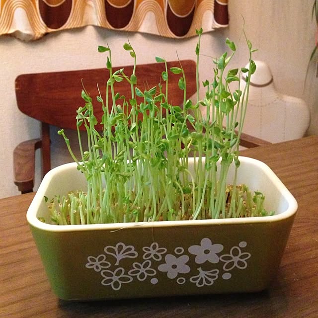 uminchuさんの実例写真