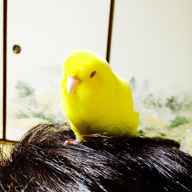 nao12さんの実例写真
