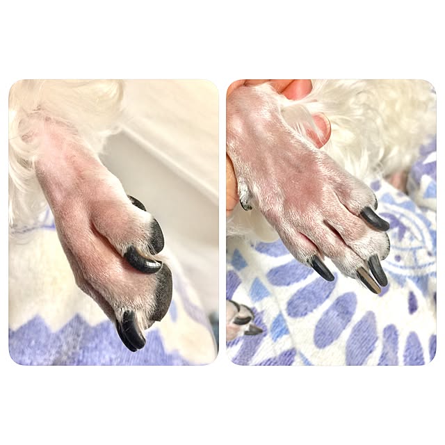 suzyさんの実例写真