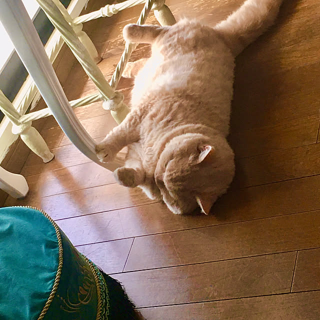 naokoさんの実例写真