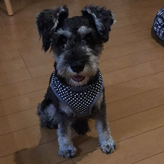 Mikaさんの実例写真